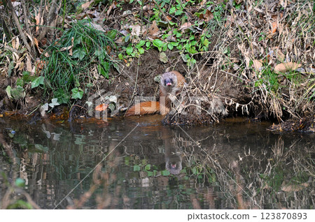 生活在水邊的黃鼠狼 123870893