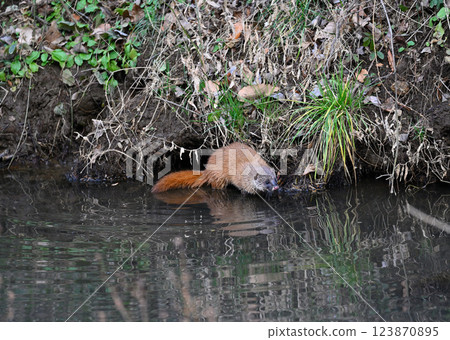 生活在水邊的黃鼠狼 123870895