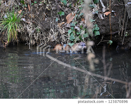 生活在水邊的黃鼠狼 123870896