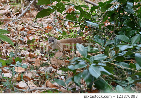 生活在水邊的黃鼠狼 123870898