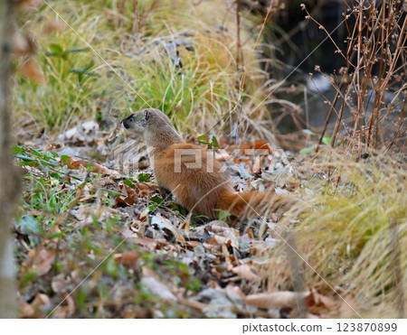生活在水邊的黃鼠狼 123870899