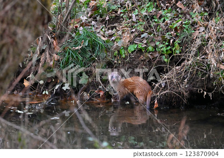 生活在水邊的黃鼠狼 123870904
