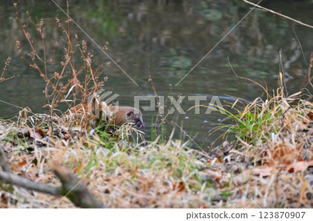 生活在水邊的黃鼠狼 123870907