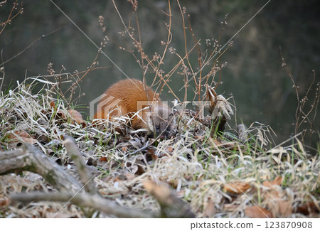 生活在水邊的黃鼠狼 123870908