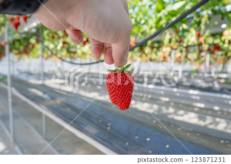 溫室草莓栽培。採摘草莓的體驗。新鮮採摘的草莓 123871231