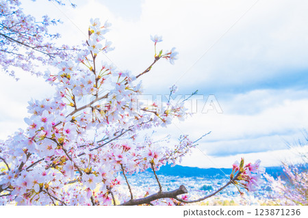 Fujiyoshida, Yamanashi Prefecture, Japan - April 17, 2024: Spring cherry blossoms are in full bloom, with Mt. Fuji in the background. Landmark Wa Netsumon Travel Scenery 123871236