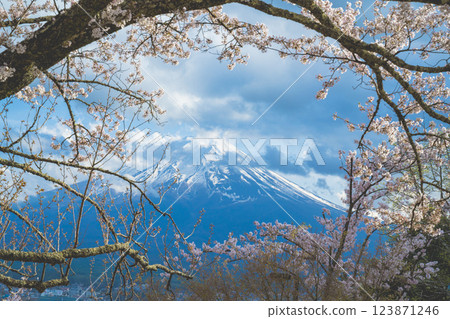 日本山梨縣富士吉田 - 2024 年 4 月：春天櫻花盛開，背景是富士山。地標和熱門旅遊景點。 123871246