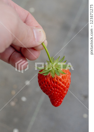 Cultivation in a warm room. Experience harvesting grass. Hand-held freshly picked grass 123871275