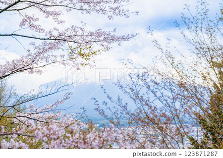 Fujiyoshida, Yamanashi Prefecture, Japan - April 2024: Cherry blossoms are in full bloom in spring, with Mt. Fuji in the background. Landmark Wa Netsumon Travel Scenic Point. Fujiyoshida, Yamanashi Prefecture, Japan - April 2024: Cherry blossoms are in full bloom in spring, with Mt. Fuji in the background. Landmark Wa Netsumon Travel Scenic Point. 123871287