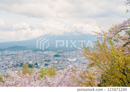 Fujiyoshida, Yamanashi Prefecture, Japan - April 2024: Cherry blossoms are in full bloom in spring, with Mt. Fuji in the background. Landmark Wa Netsumon Travel Scenic Point. 123871290