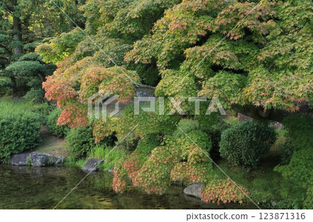 Akirei的栗林花園（10月中旬） 123871316