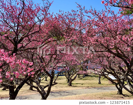 Red plum blossoms in full bloom against the blue sky (Minami Park "Aoi Plum Grove" / Okazaki City, Aichi Prefecture) 123871415