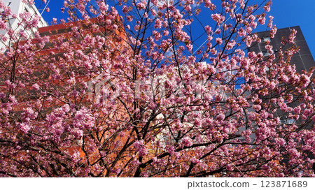 The Kawazu cherry blossoms in full bloom and the blue sky create a pleasant atmosphere. The Kawazu cherry blossoms in full bloom and the blue sky create a pleasant atmosphere. 123871689