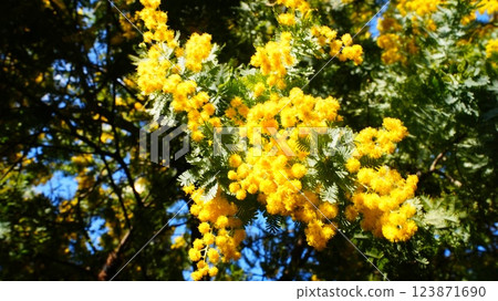 Yellow flowers are mimosas, and their vitamin-rich colors give them energy and power. 123871690