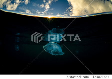 Moon jellyfish in the ocean at dusk, Ogasawara 123871865