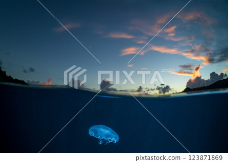黃昏時分的小笠原海中的月亮水母 123871869