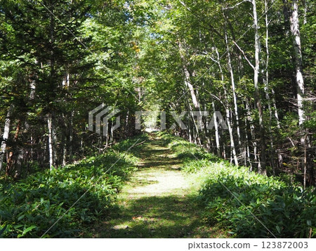 沿著舊士幌鐵路廢棄軌道的步道 123872003