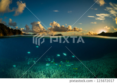 A group of six-spotted damselfishes swarming among the coral branches at dusk, Ogasawara 123872017