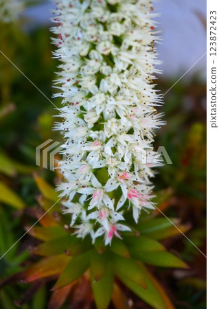 Claw lotus flower 123872423