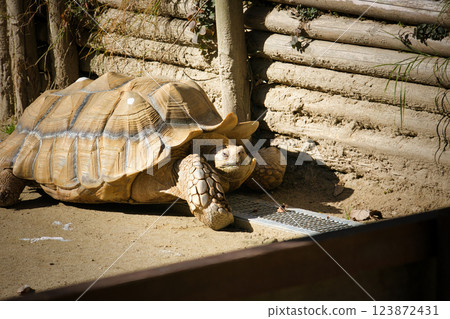 Large tortoises being raised in captivity 123872431