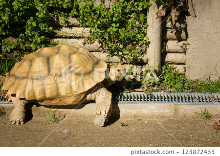 圈養大型陸龜 123872433