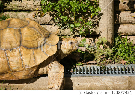 圈養大型陸龜 圈養大型陸龜 123872434
