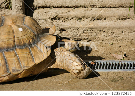 Large tortoises being raised in captivity 123872435