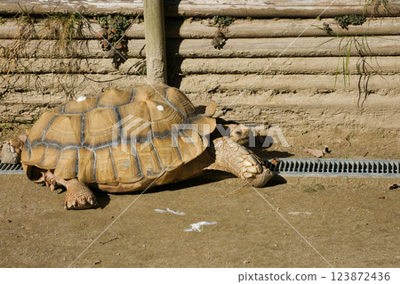 圈養大型陸龜 圈養大型陸龜 123872436