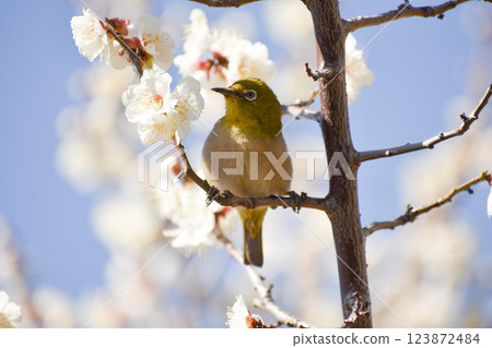 白眼和白眼 123872484