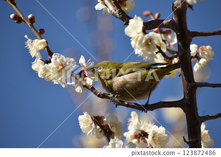 White-eye and white-eye 123872486