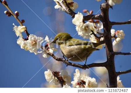White-eye and white-eye White-eye and white-eye 123872487
