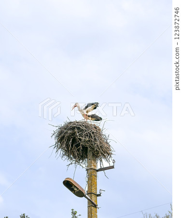 Storks in wild nature 123872746