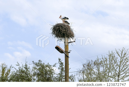 Storks mating season 123872747