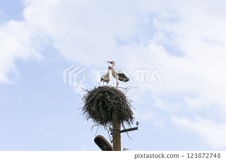 Storks return to their nests. 123872748