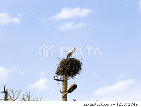 Ciconia ciconia in the nest Ciconia ciconia in the nest 123872749