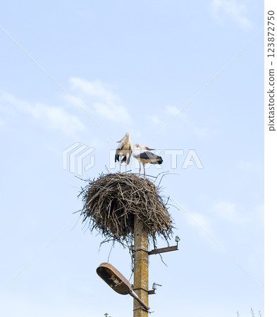 Stork mating games. 123872750