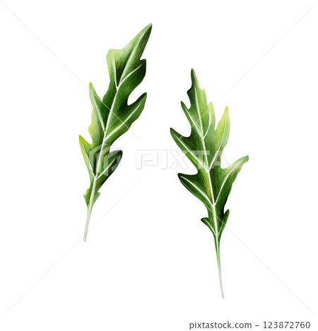 Fresh rucola or arugula leaf. Watercolor hand drawn Salad isolated on transparent background illustration. For designers, menu, decoration, food blog, ecofriendly branding. Healthy Vegetarian Diet. Fresh rucola or arugula leaf. Watercolor hand drawn Salad isolated on transparent background illustration. For designers, menu, decoration, food blog, ecofriendly branding. Healthy Vegetarian Diet. 123872760