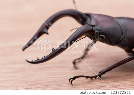 A close-up of the mandibles of a stag beetle 123872851
