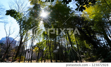 Sunshine shining through the trees and the bamboo grove of Rikugien Garden 123872928