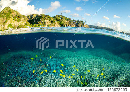 A group of six-spotted damselfishes swarming among the coral branches at dusk, Ogasawara 123872965