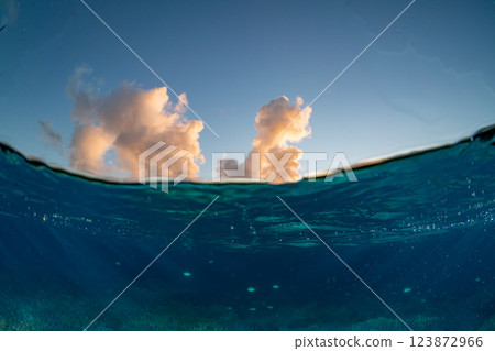 黃昏時分，一群六斑雀鯛在小笠原的珊瑚枝間遊動 123872966