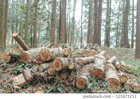Stacked wood Stacked wood 123873251