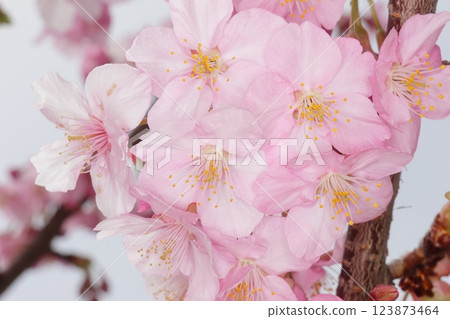 櫻花盛開，花期提早 123873464