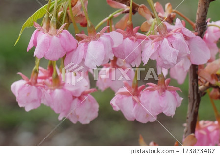 Pink cherry blossoms in full bloom Pink cherry blossoms in full bloom 123873487
