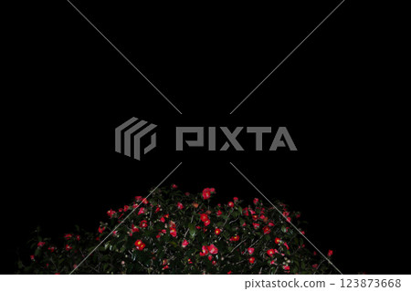 Yabu山茶花 123873668