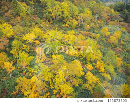 Yellow leaves seen from the Asahidake Ropeway 123873803