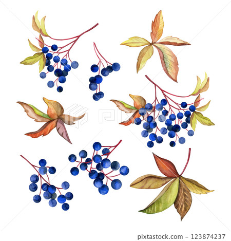 Set of wild grape and leaves. Hand pained watercolor of berries and autumn leaves. Good for postcards, recipes, menu, invitations, greeting cards, wallpaper and textiles. Set of wild grape and leaves. Hand pained watercolor of berries and autumn leaves. Good for postcards, recipes, menu, invitations, greeting cards, wallpaper and textiles. 123874237