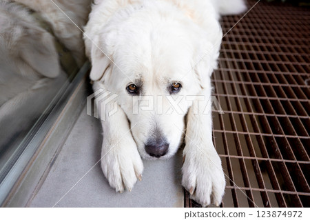 Relaxed White Dog Resting Relaxed White Dog Resting 123874972