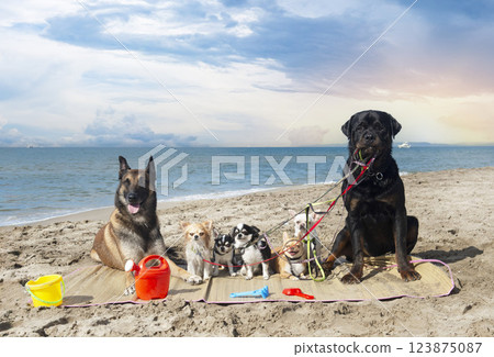 chihuahuas, malinois , rottweiller and beach chihuahuas, malinois , rottweiller and beach 123875087
