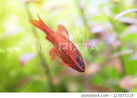 cherry barb in aquarium cherry barb in aquarium 123875116